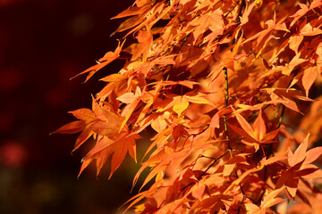 夕方のモミジの葉