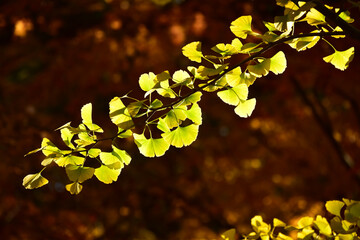 浮かび上がるイチョウの葉