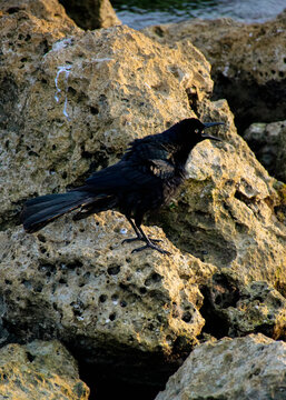 el canto de la mulata