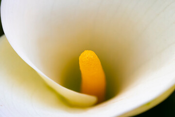 Detalle pístilo de una flor