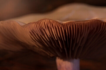 Detalle de una seta en otoño