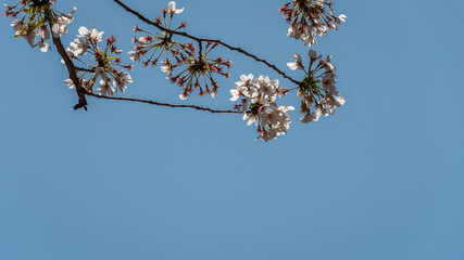 Pink cherry blossoms against a blue sky. Japan.