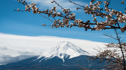Snow-capped Mt. Fuji framed by cherry blossom, Fuji five lakes region, Japan.