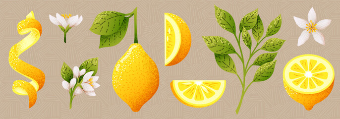 Lemons group, twisted limon zest. Different peeled slices for refreshing limone juice, textured twist. Vector illustration image
