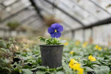 Tuinposter Blooming deep blue pansy viola flower in pot in greenhouse, selective focus. garden center or nursery full of various garden plants. Floriculture, gardening business and plant cultivation concept © DimaBerlin