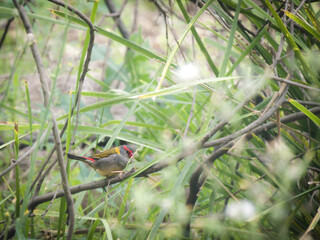 Firetail With Grass