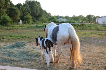 Momma and her baby horse