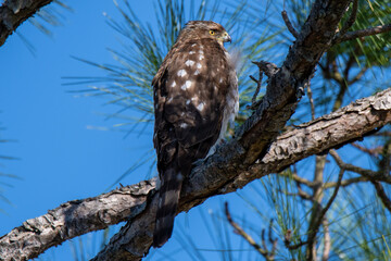 Cooper's Hawk