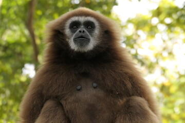 portraits de gibbons sauvages, grands singes d'Asie du Sud-Est dans leur milieu naturel 
