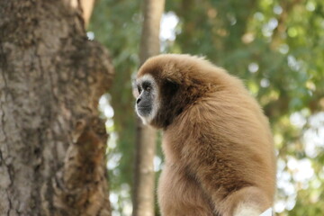 portraits de gibbons sauvages, grands singes d'Asie du Sud-Est dans leur milieu naturel 