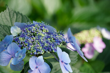 アジサイ（紫陽花）