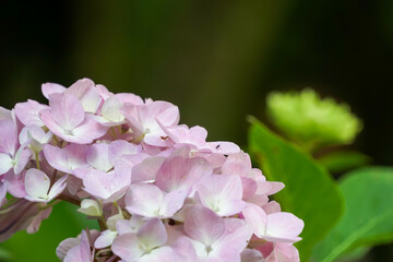 アジサイ（紫陽花）