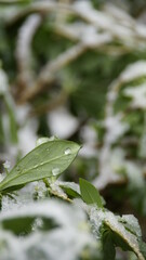 leaf with water drops