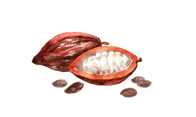 カカオの実とカカオ豆の水彩画