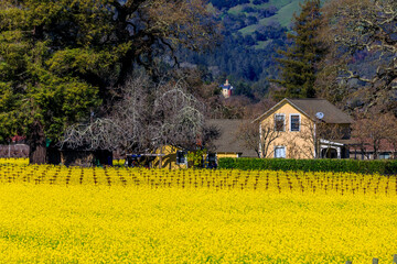 Yellow mustard flowers between grape vines in Napa Valley, California, USA