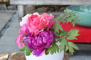 上野東照宮ぼたん苑で美しく咲くピンクの冬ぼたんの風景