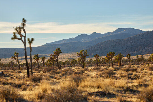Joshua trees growing in the Mojave Desert at sunset in a beautiful National park in California