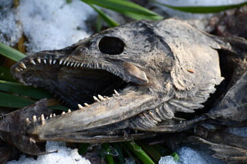 Chinook salmon skull after breeding season