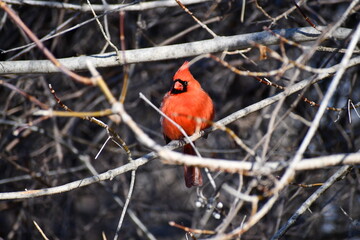 Beautiful Norther Cardinal, December