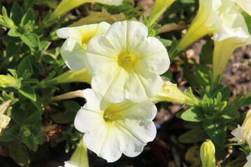 yellow and white flowers
