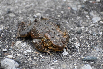 American toad caught off hibenration