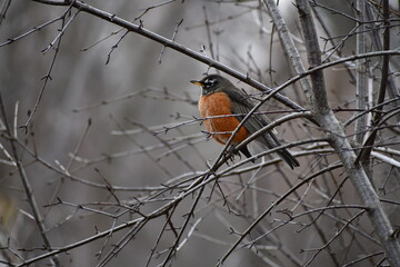 Amercian Robin siiting on some tree