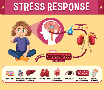 Stress response system scheme