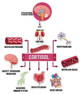 Stress cortisol system scheme