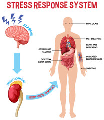 Stress response system scheme