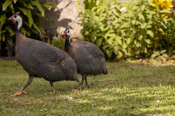 Black and white feathered animals walking in the park.
