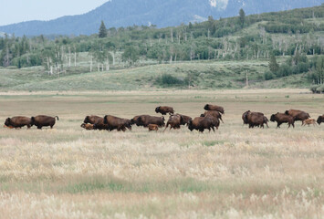 Naklejka na ściany i meble Wyoming wildlife nature park