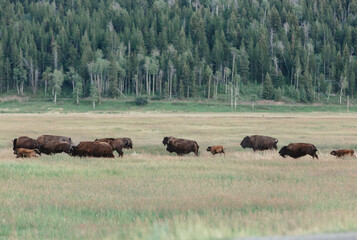Wyoming wildlife nature park