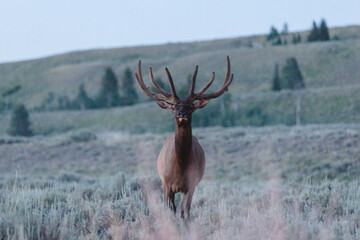 Naklejka na ściany i meble Wyoming wildlife nature park