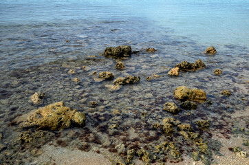 Coral Reef Above and Below the Water in a Hawaiian Lagoon.