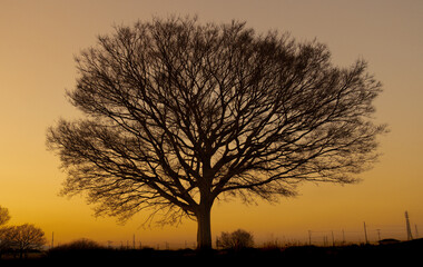 夕暮れの大樹のシルエット