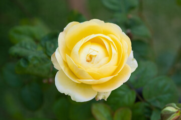 Beautiful single yellow rose flower head in the garden. Top view.
