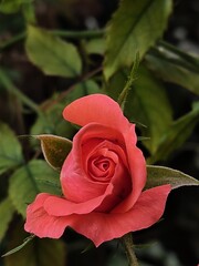 a single orange rose 