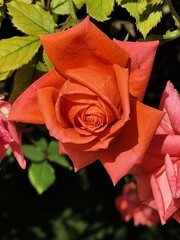 orange and pink roses 