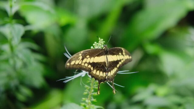 sailboat toas butterfly shining on a green leaf in a beautiful garden