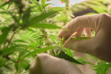 Scientists pruning cannabis inside the farm,cannabis marijuana science lab farming for increse THC,...
