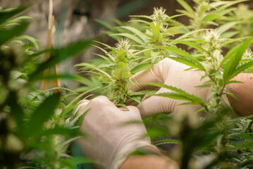 Scientists pruning cannabis inside the farm,cannabis marijuana science lab farming for increse THC,...