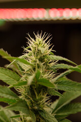 Dark green marijuana flowers and leaves Marijuana growing in marijuana farmers plant farm, natural marijuana or sativa ganja weed green herb for medical use.