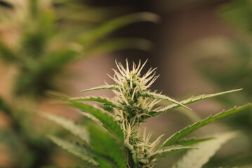 Dark green marijuana flowers and leaves Marijuana growing in marijuana farmers plant farm, natural marijuana or sativa ganja weed green herb for medical use.