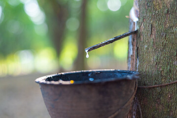 Rubber is an economic crop of Asian people.