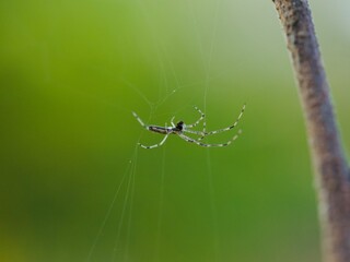 spider on a web