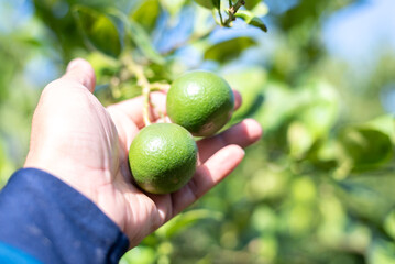 Villagers in Thailand are working on a lemon plantation.