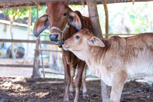 Cow farm of villagers in Asia