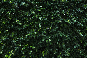 green leaf fence in dark tone background