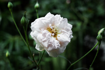 magnificent romantic beautiful pale pink and white heritage roses blooming