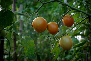 tomatoes are fruiting on the tree